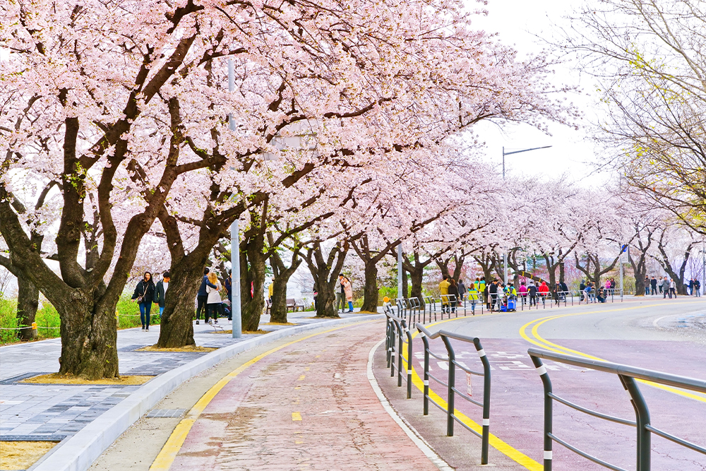 สวนและถนนยออิโด