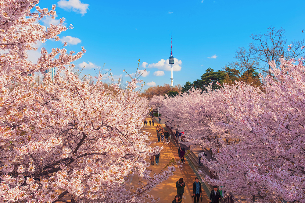 สวนป่าแห่งโซล