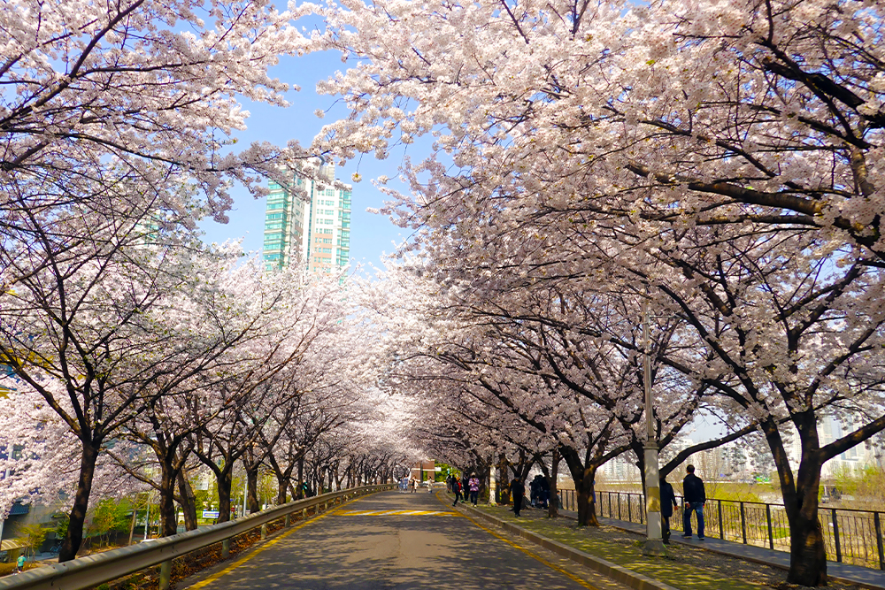 สวนและถนนยออิโด