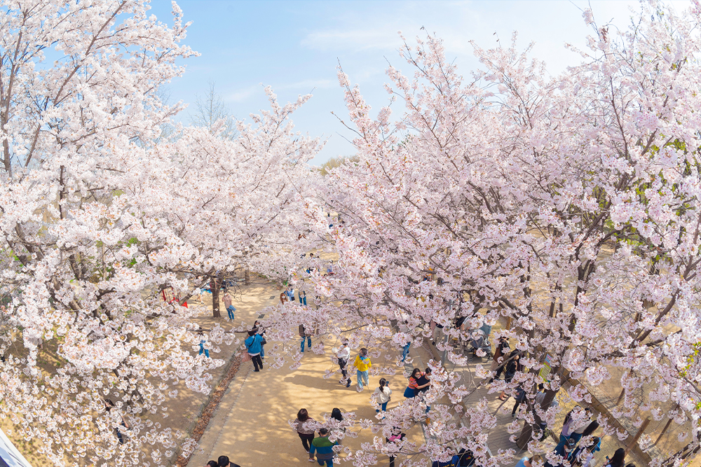 สวนป่าแห่งโซล